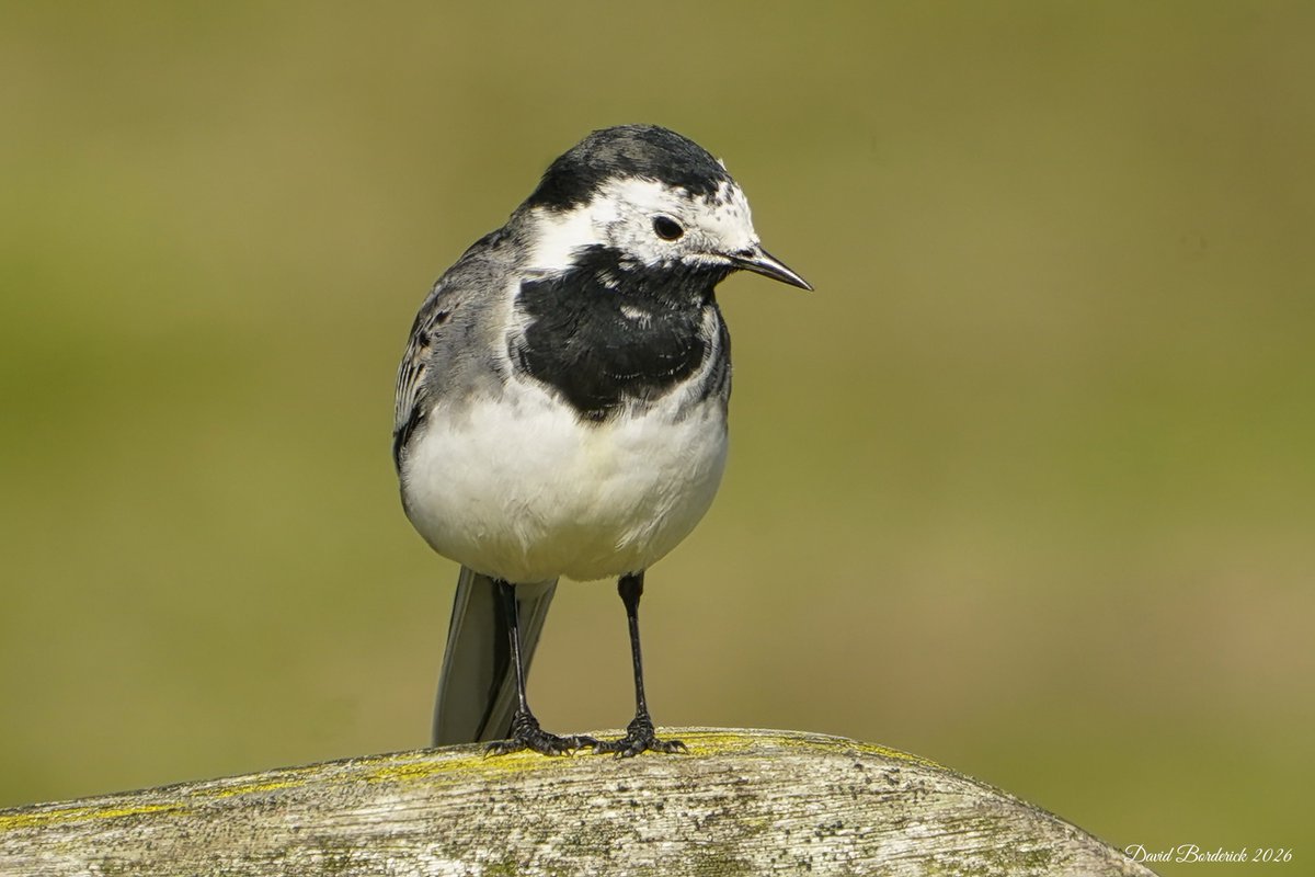 David Borderick tweet media