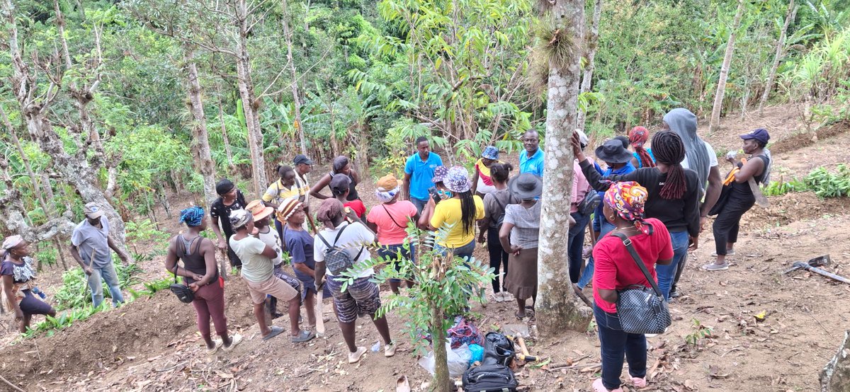 PNUD Haïti tweet media