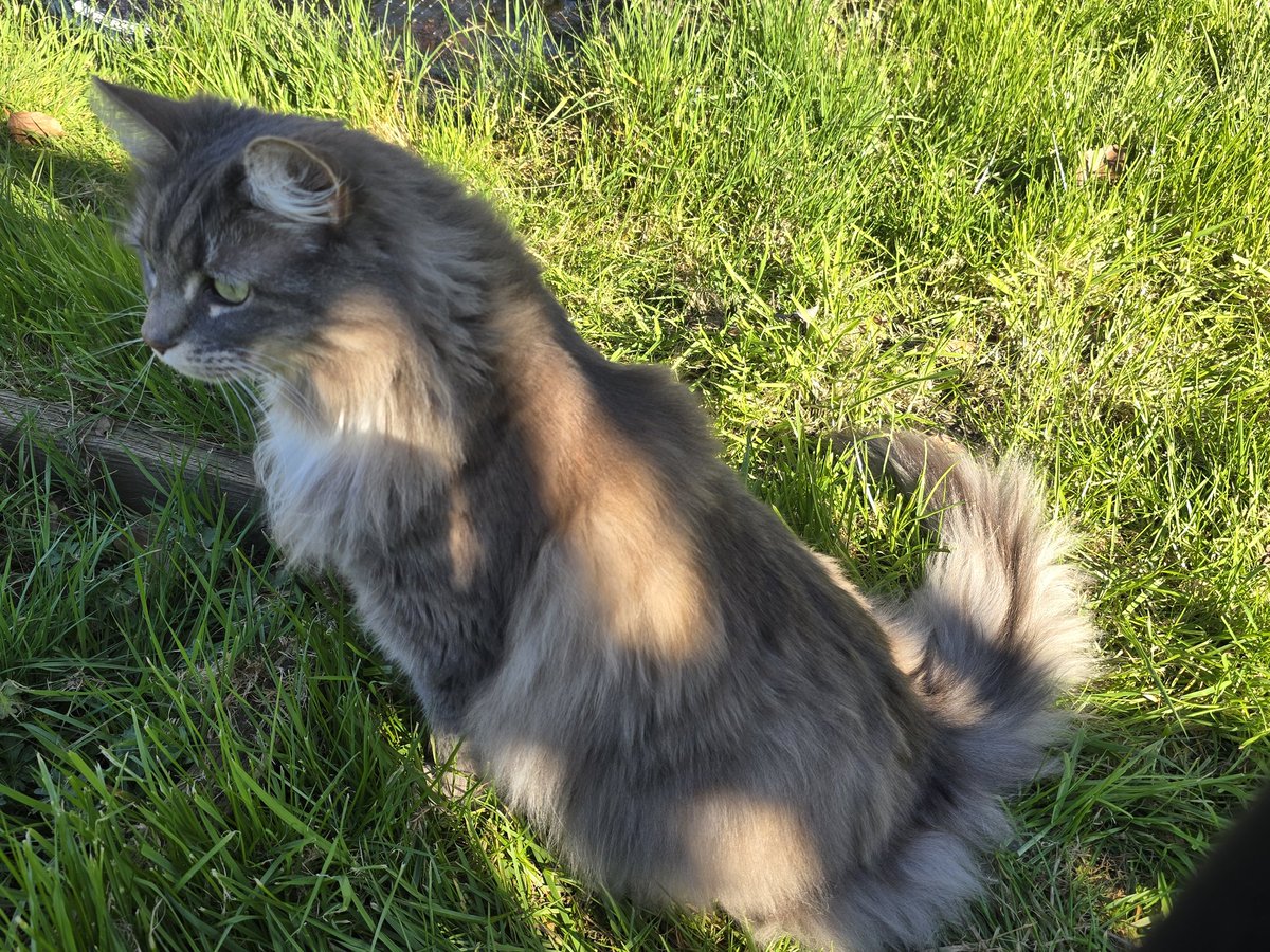 katerina7711's tweet image. Bella joined me at the #allotment today. Glad she didn't notice the #goldfish.
Another #plot #dug ready for planting. Now to decide what to grow! #growyourown #gardening #blankcanvas #spring