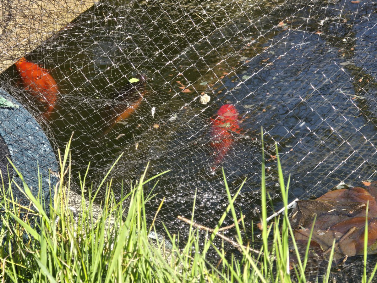 katerina7711's tweet image. Bella joined me at the #allotment today. Glad she didn't notice the #goldfish.
Another #plot #dug ready for planting. Now to decide what to grow! #growyourown #gardening #blankcanvas #spring