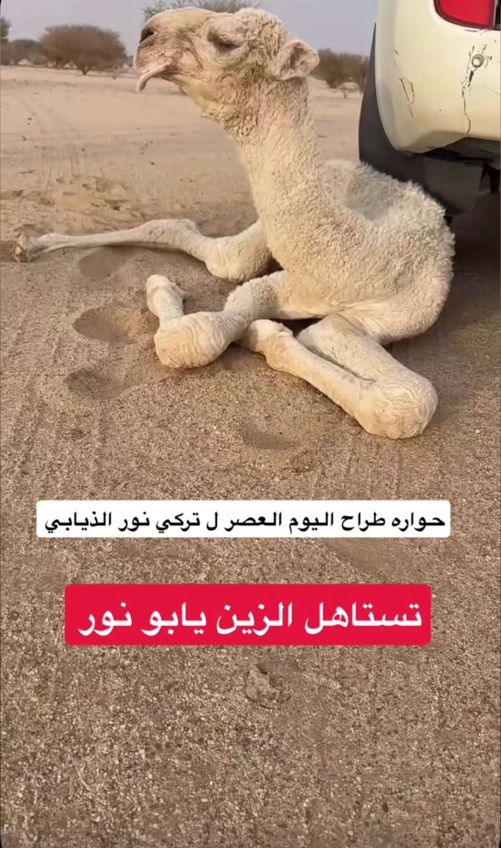 مرتع الذود،، ابو مهنا ،، #بطل_شلفاء_الوضح tweet media