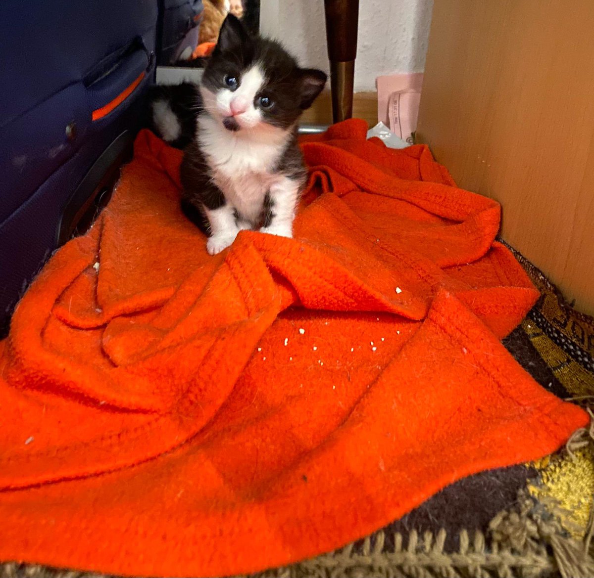 Fahed🐆 tweet media