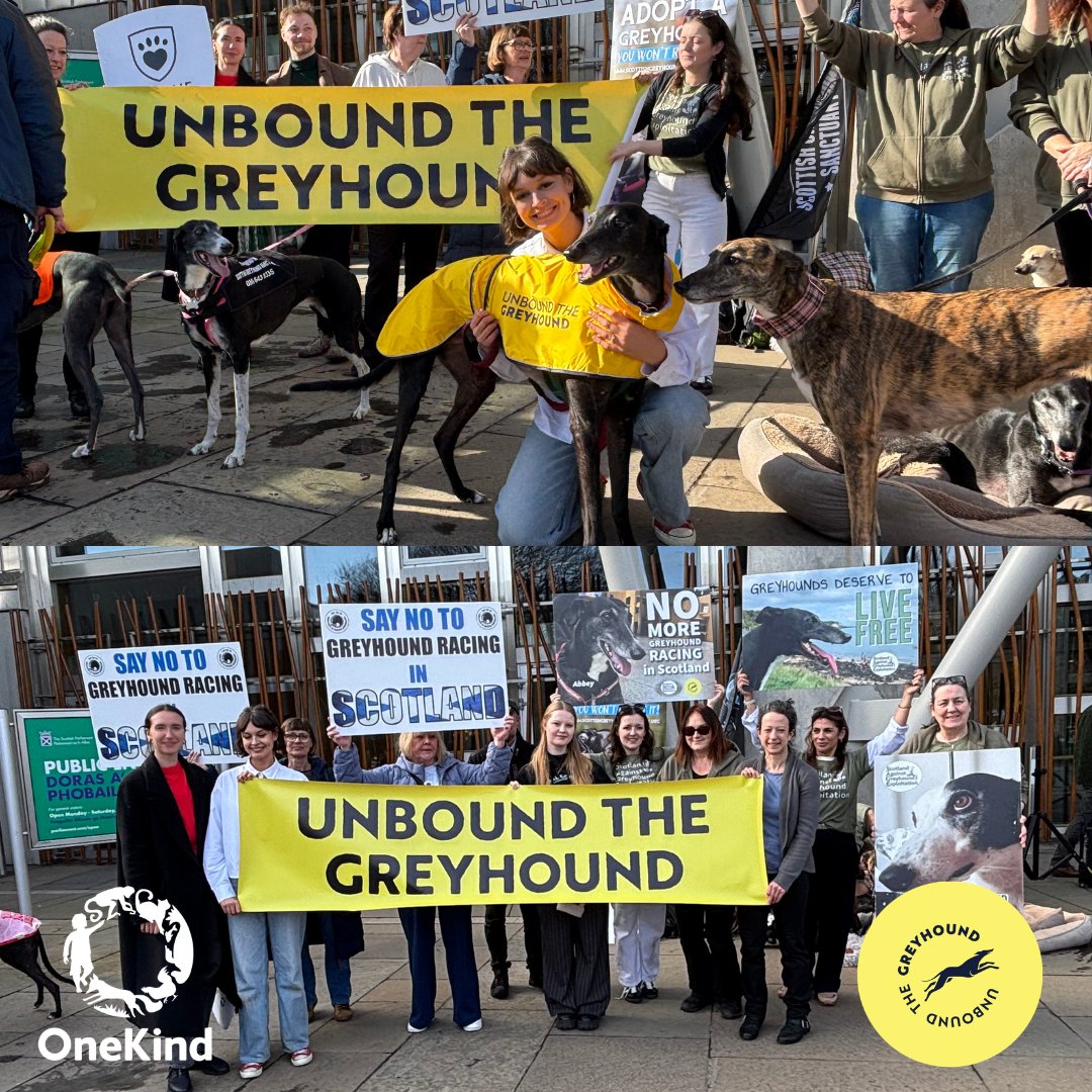 onekindtweet's tweet photo. 🙌 Snapshots of the tremendous turnout at the #UnboundTheGreyhound rally &amp; stunning show of support for @markruskell's  Bill to ban greyhound racing in 🏴󠁧󠁢󠁳󠁣󠁴󠁿🐾

Thank you to all humans &amp; hounds who joined us outside the Scottish Parliament earlier today ahead of the final vote. https://t.co/rk43wqbkVu