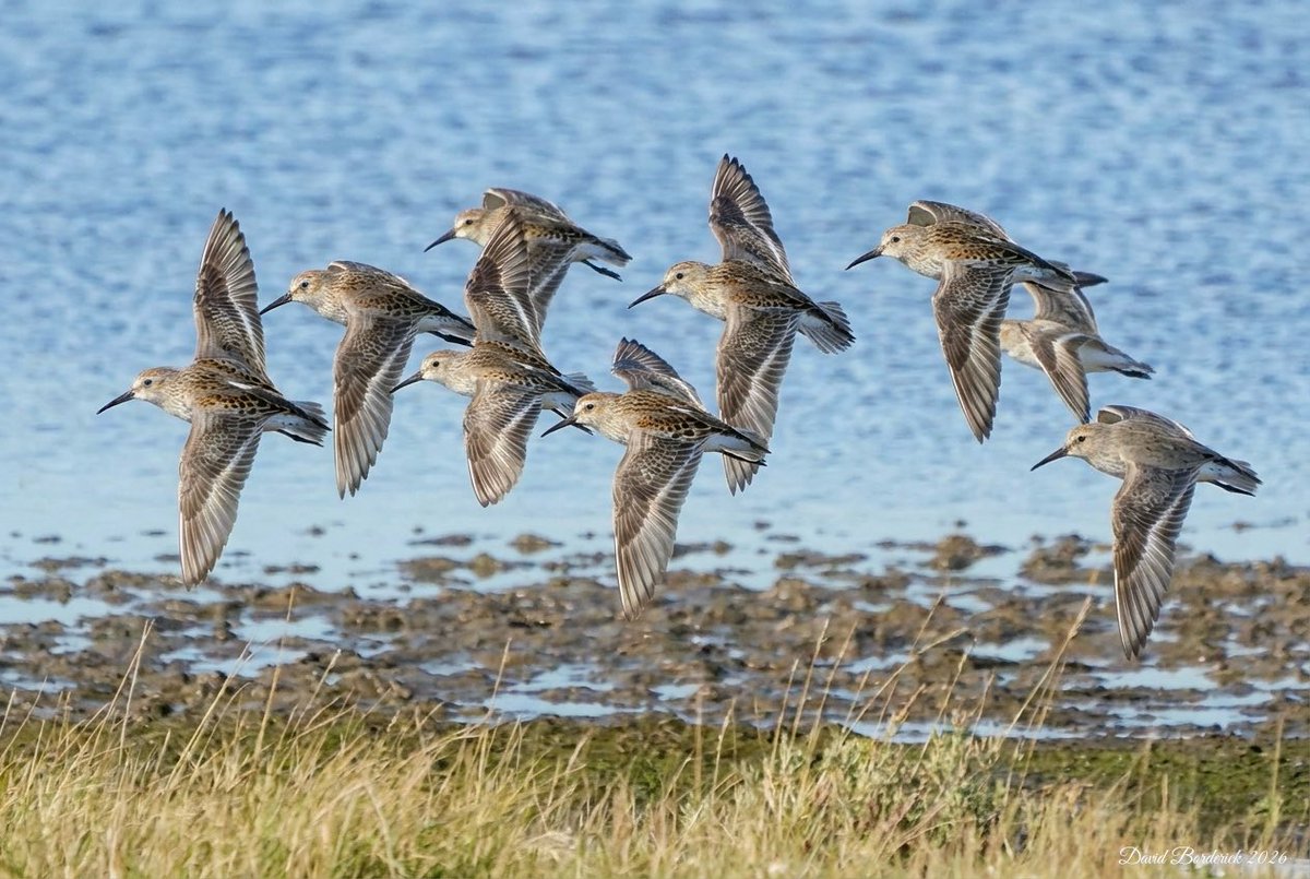 David Borderick tweet media