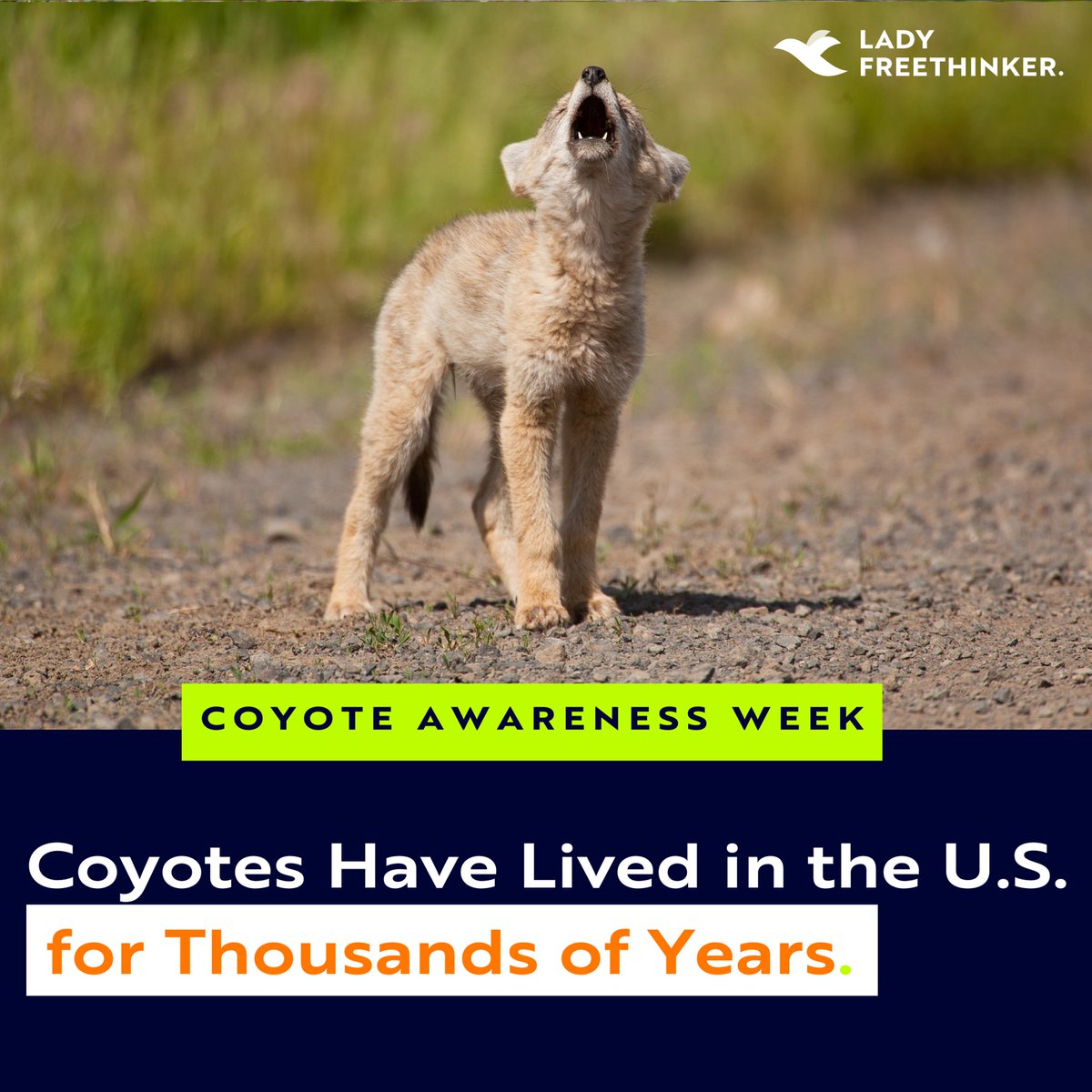 Lady Freethinker tweet media