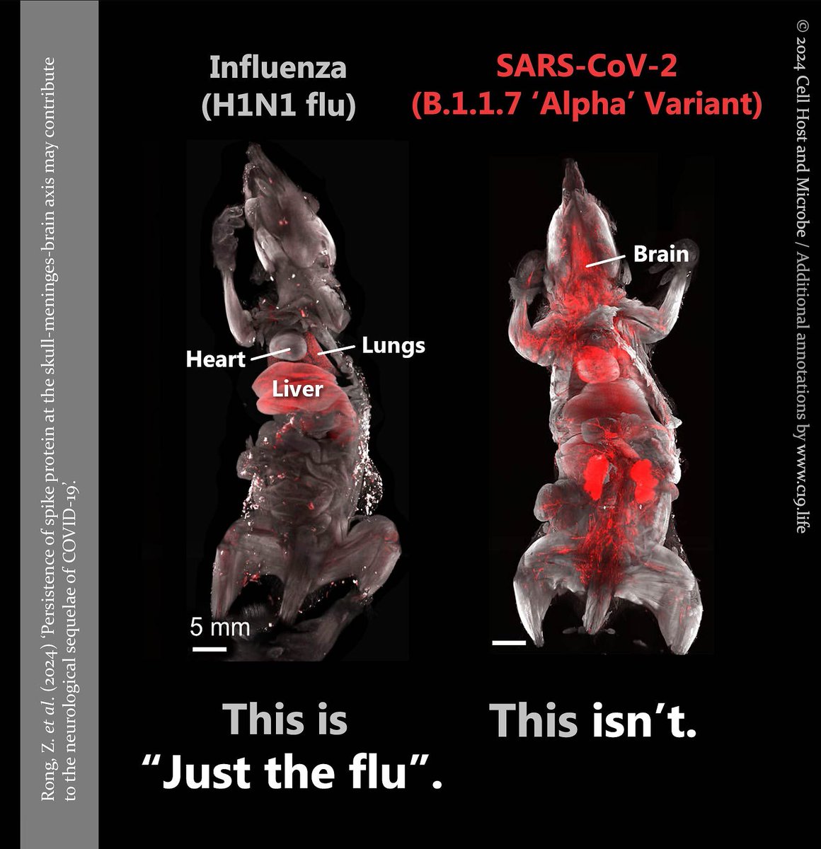 Durian LiftOff tweet media