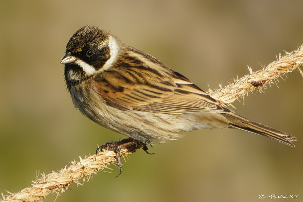 David Borderick tweet media