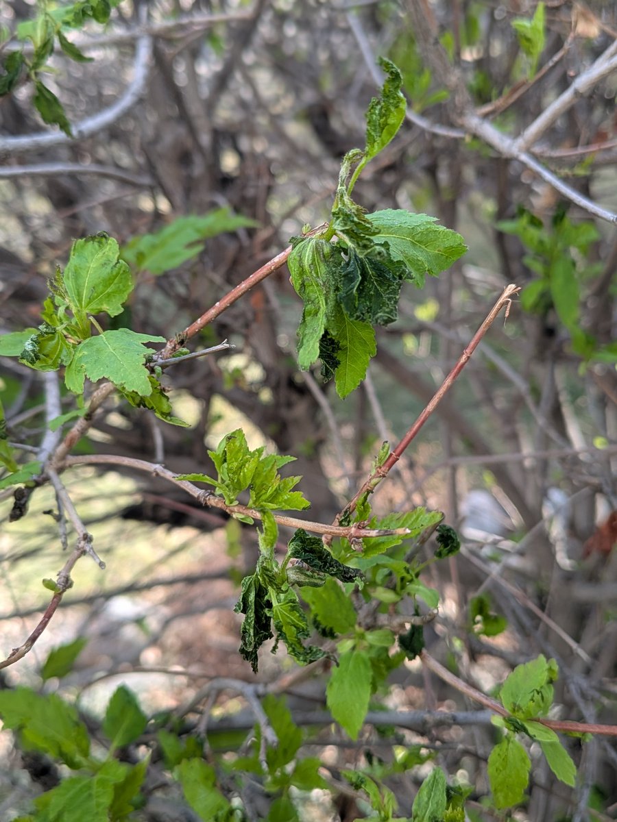 BoulderCAST Weather 🏔️⛈️ tweet media