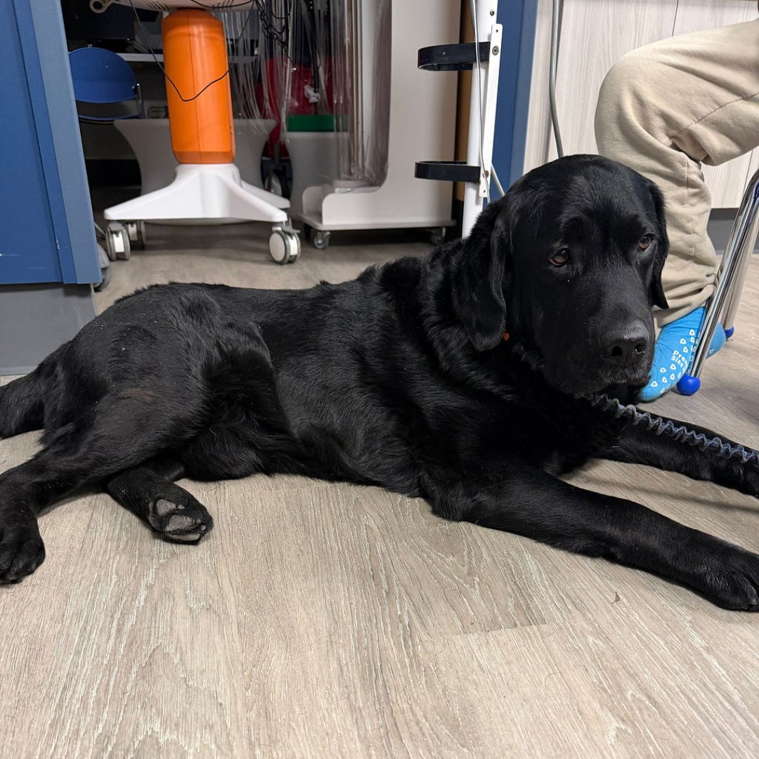 Maimonides Health tweet media