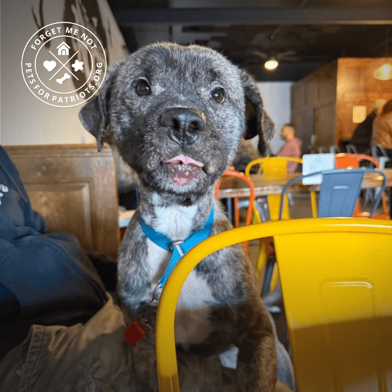 Pets for Patriots tweet media