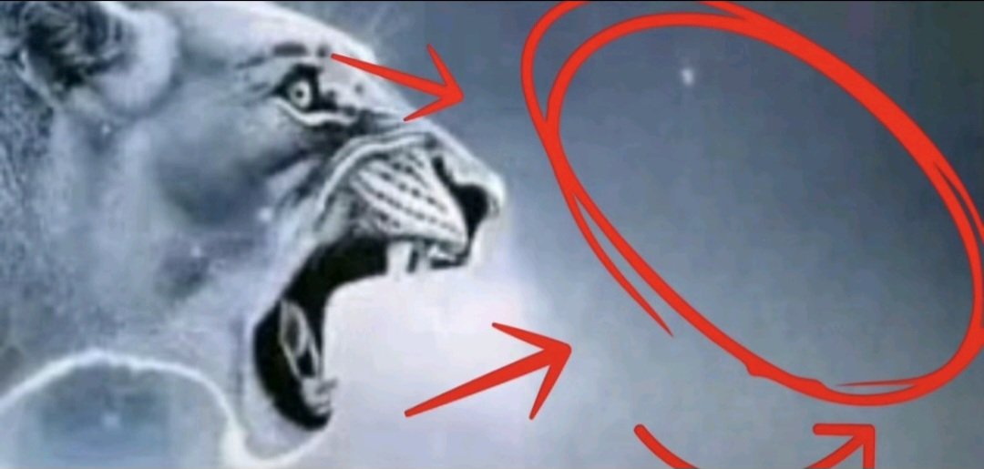 SigmaTransphobicAntiFurry ✝️ tweet media