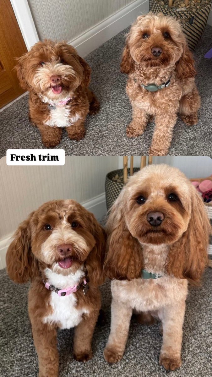 renderful tweet media