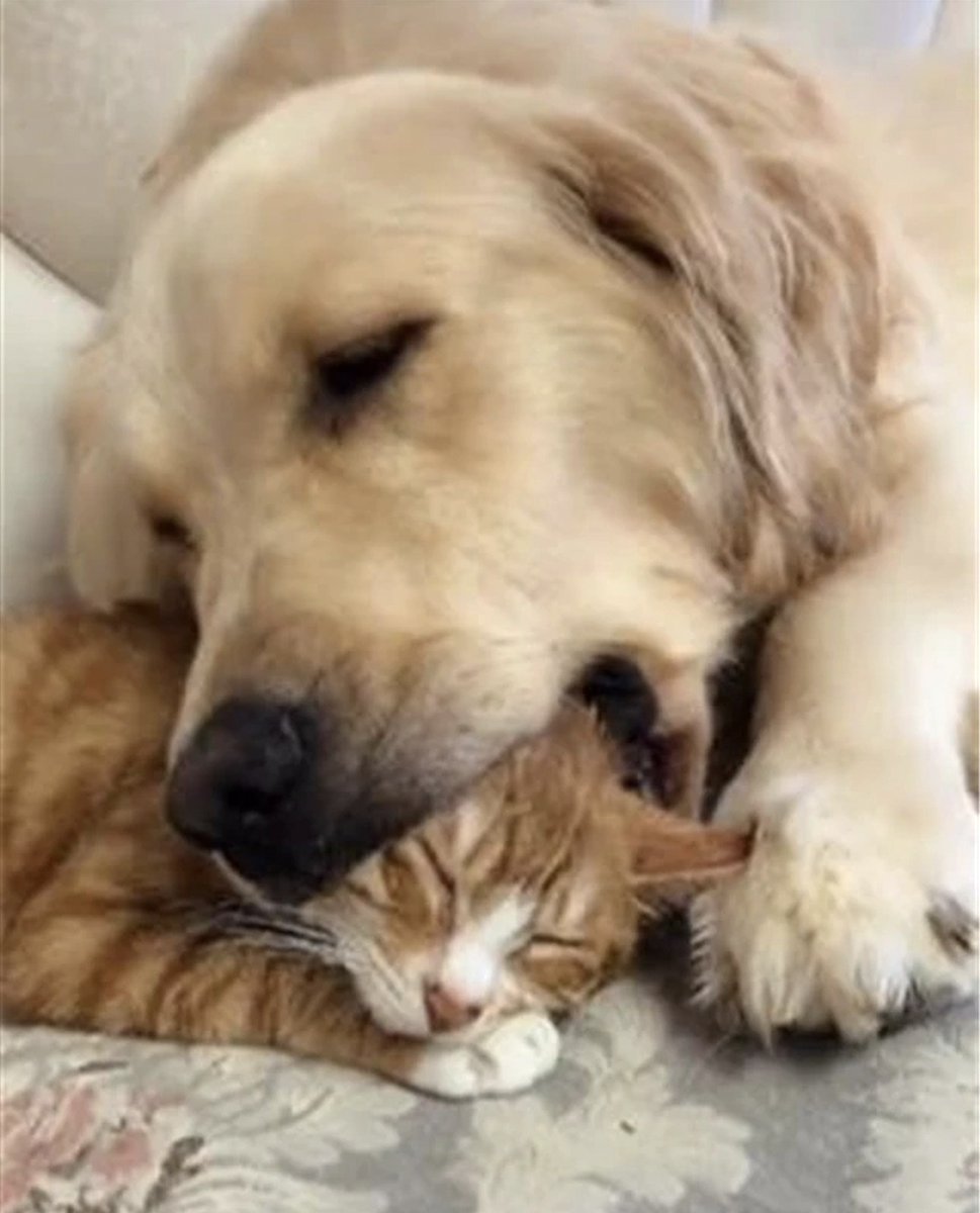 AMOS KITERIA tweet media