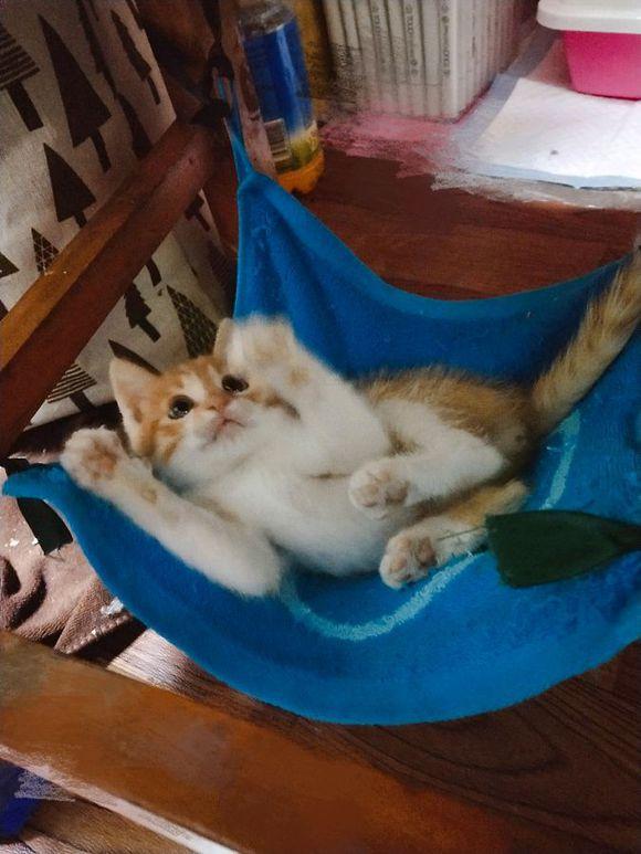 back_to_allah2020 tweet media