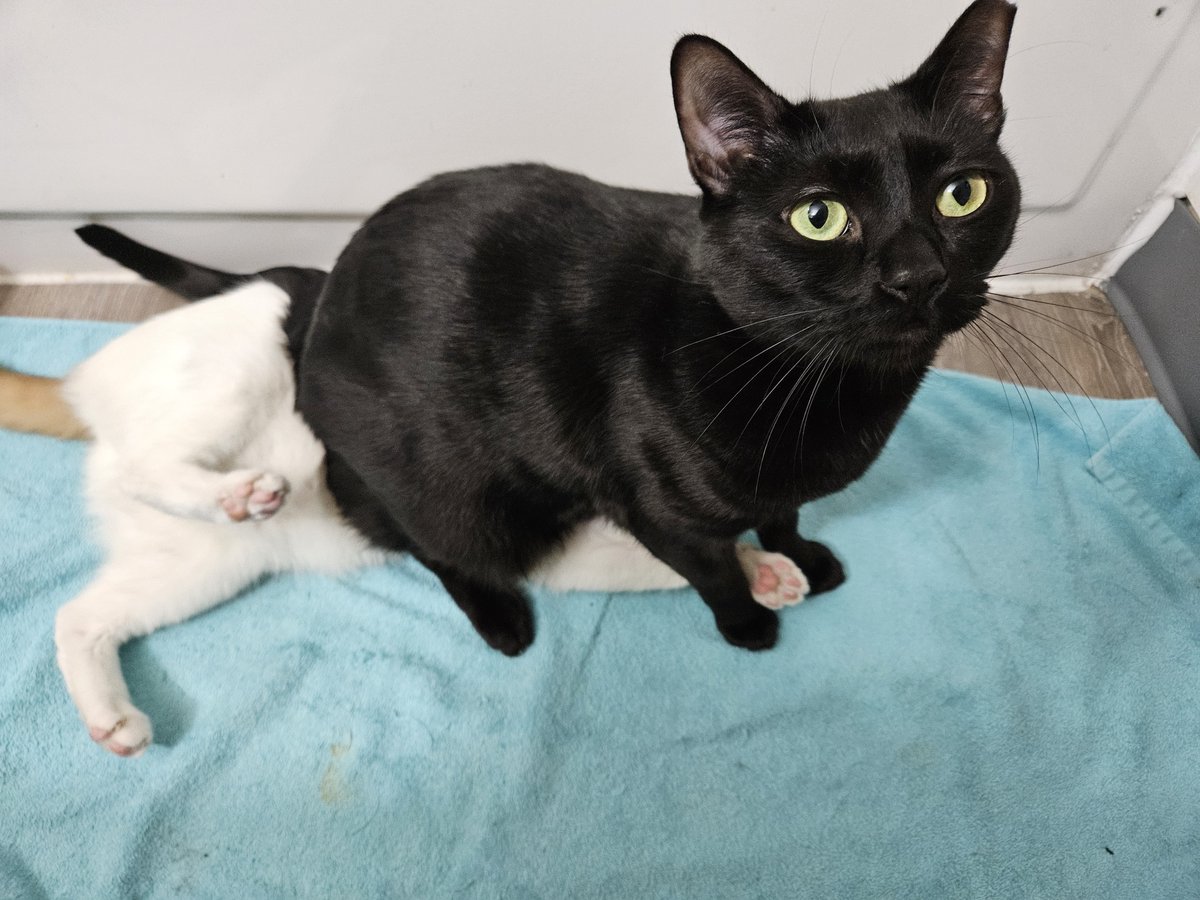 Milkshakes For Fascists tweet media