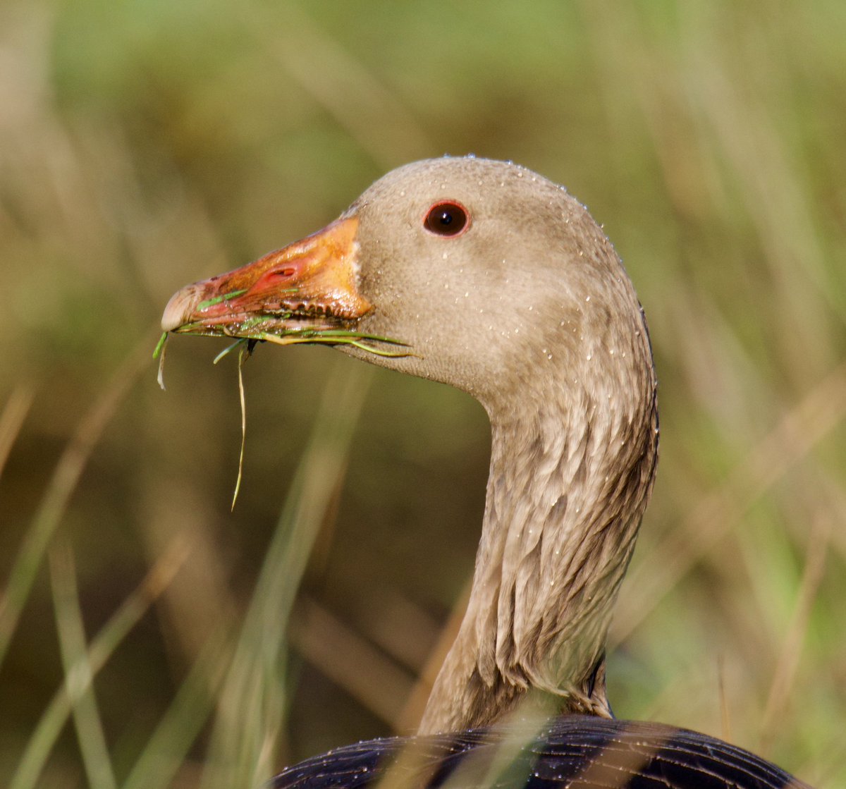 Tim Ridgeway tweet media