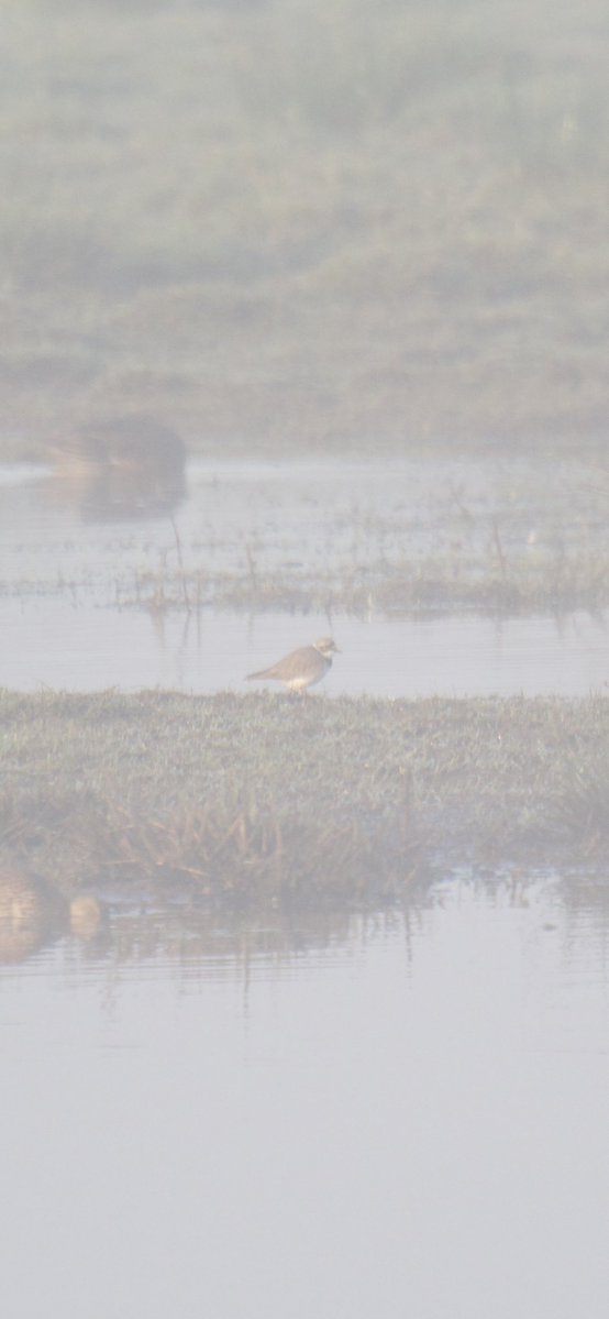 Tim Ridgeway tweet media