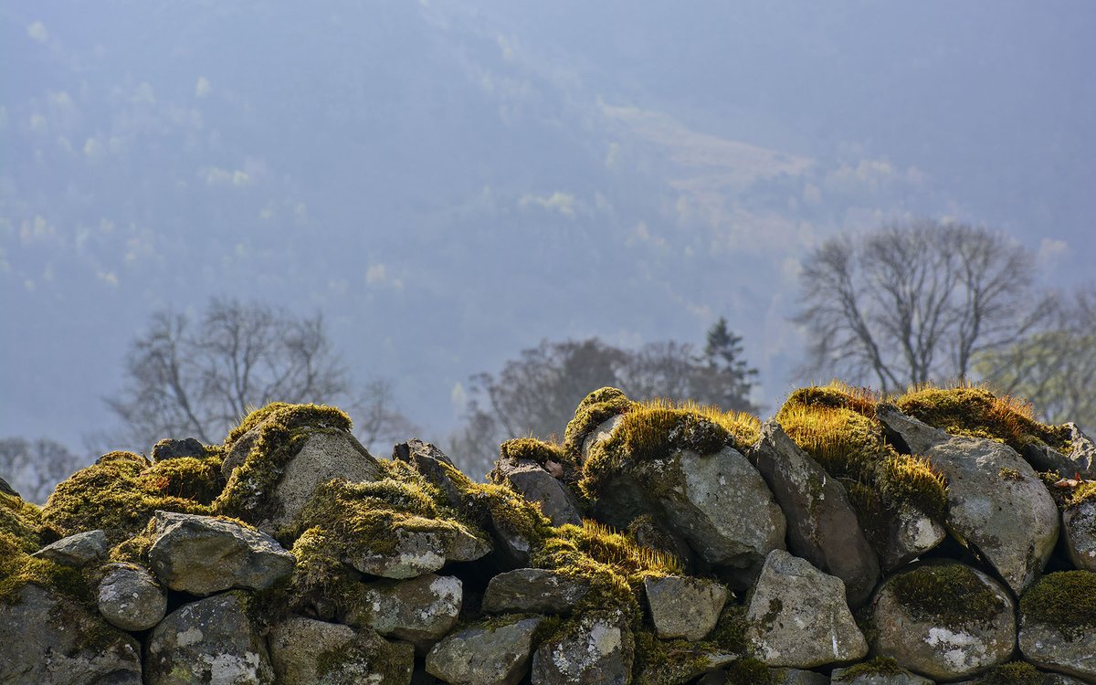 MaureenPlatts's tweet image. Moss growing on  drystone wall.