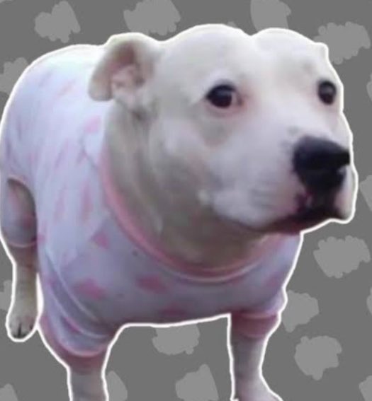 📀Epico🍉 tweet media