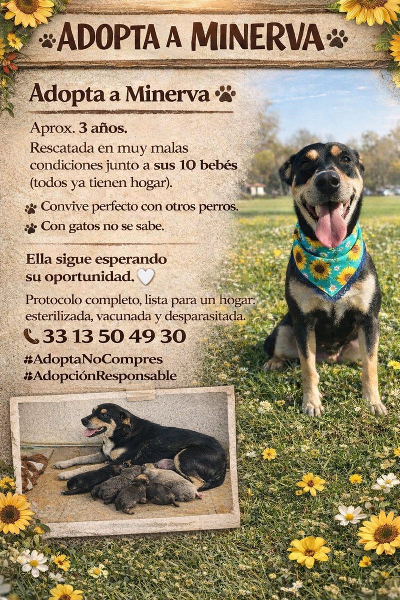 Pero Minerva sigue esperando una oportunidad… Sigo buscando una familia para ella 🏡
Les dejo este videíto para recordarlo y, por favor, ayúdenme compartiendo para que Minerva también tenga su final feliz ✨