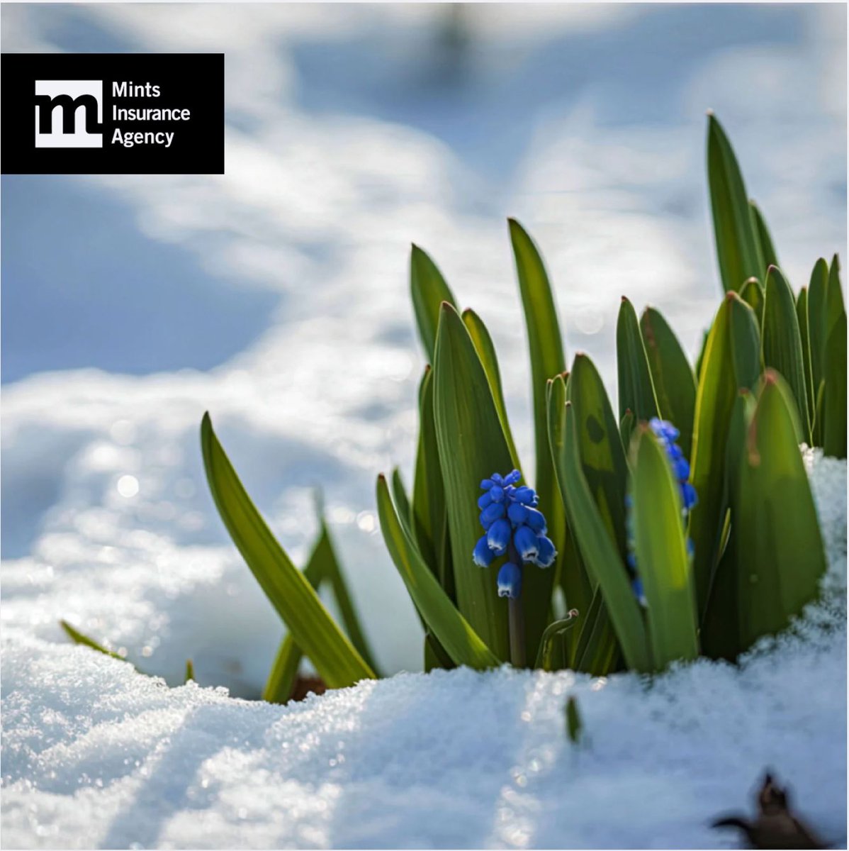 Mintsinsurance's tweet photo. Spring thaw + heavy rain can create surprises in South Jersey. If you've never discussed flood risk, contact Mints Insurance before the next storm shows up.

#MintsInsurance #FloodAwareness #SpringPrep https://t.co/nSdC59TWNn