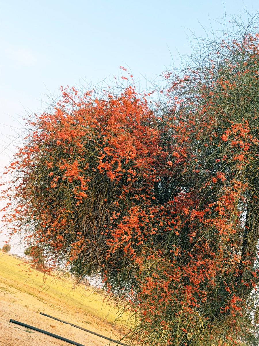 मरू री मरवण🏜️ tweet media