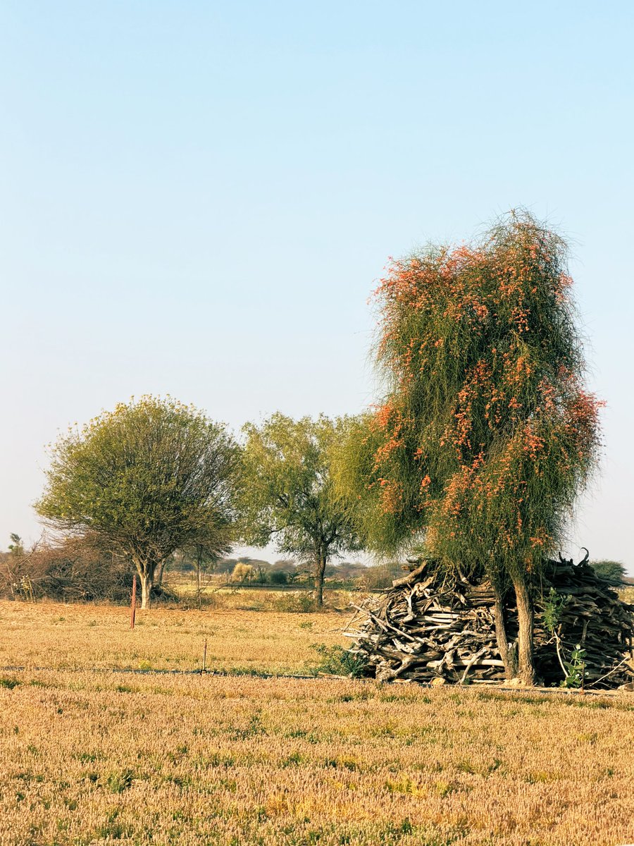 मरू री मरवण🏜️ tweet media