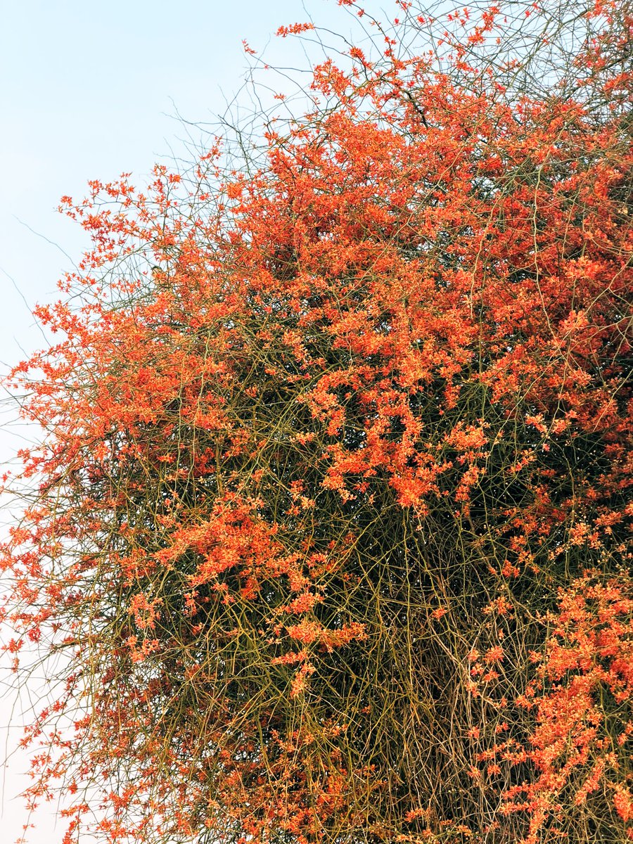 मरू री मरवण🏜️ tweet media