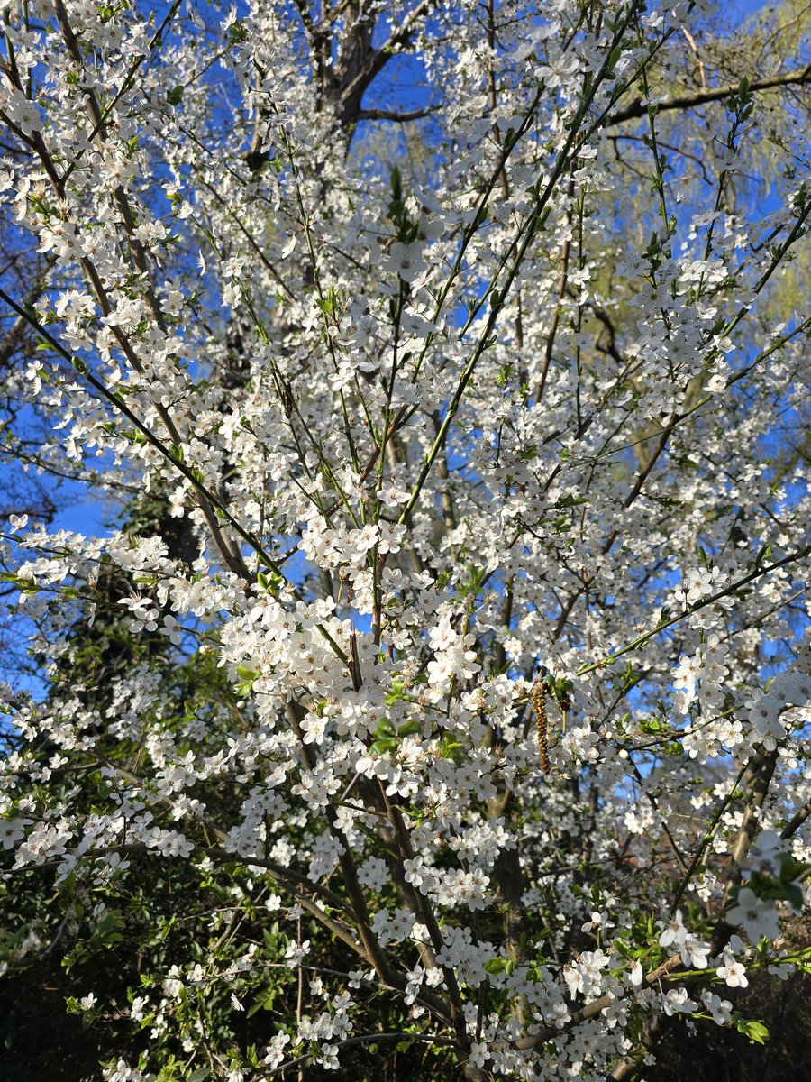 Trots op mezelf 🥰 ging altijd stemmen met mama, erna altijd met opa en oma en daarna altijd met mn vriend. Nu is hij de hele dag werken en erna ga ik weg met oma en zusje dus ben net voor het eerst in mijn eentje met de rolstoel gaan stemmen 🥰.