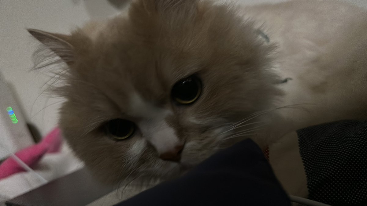 六角マイケル! tweet media