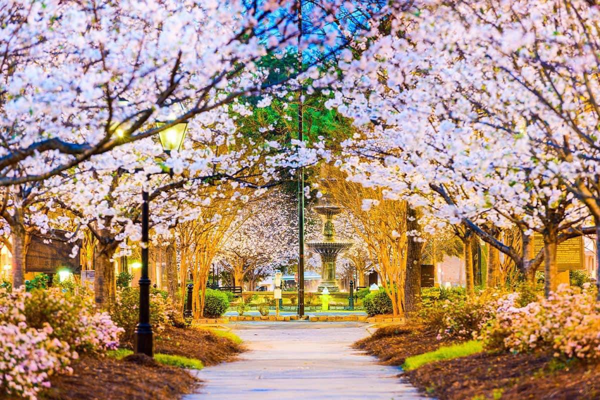 southeasttouris's tweet photo. 🌸 Macon blooms pink — join the International Cherry Blossom Festival March 20–29th!
Over 350,000 cherry trees. A Signature Event of the Southeast featuring concerts, parades, food, art &amp; more.🩷 

🔗 https://t.co/z9jNfXUHnN https://t.co/FyogLKaMvN