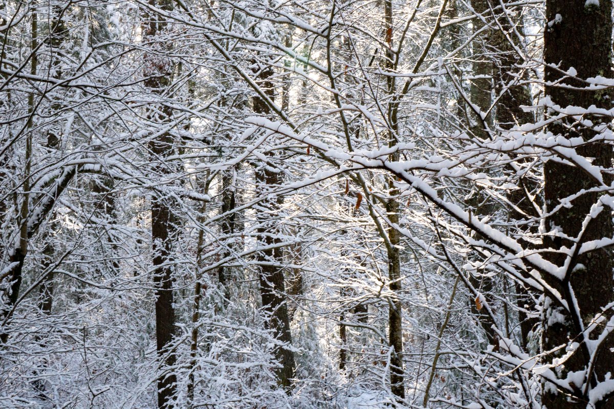 Linda Howes tweet media