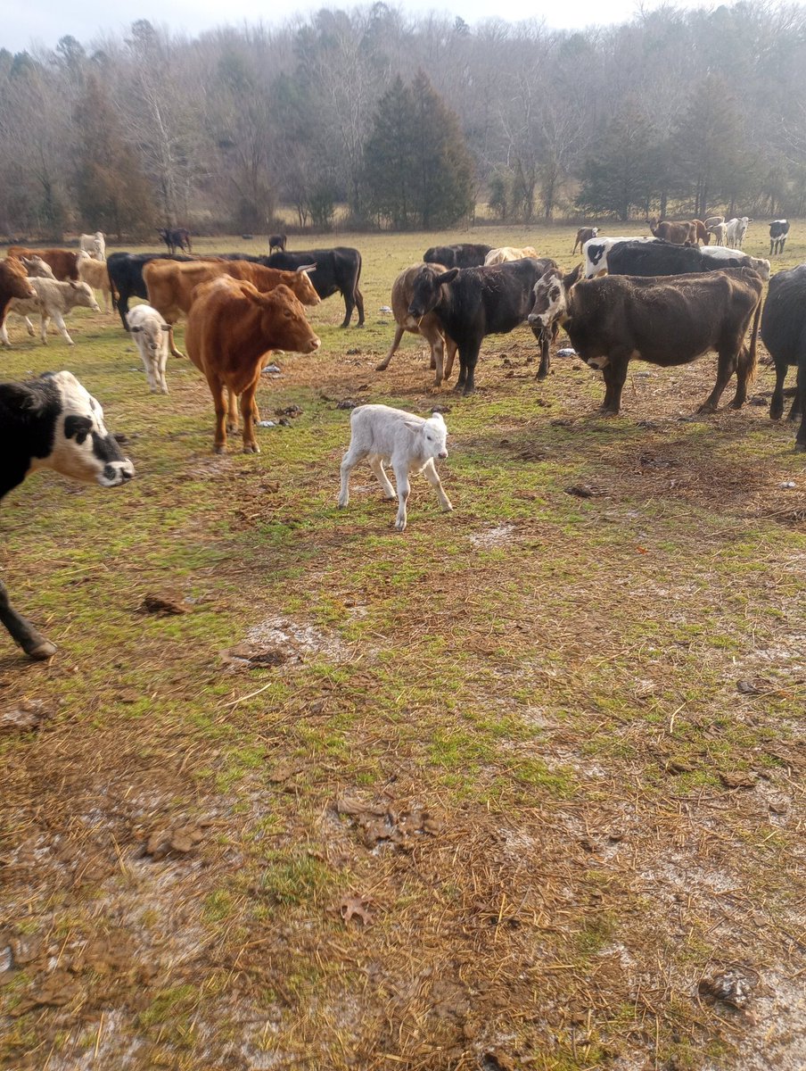 Farm Boy tweet media