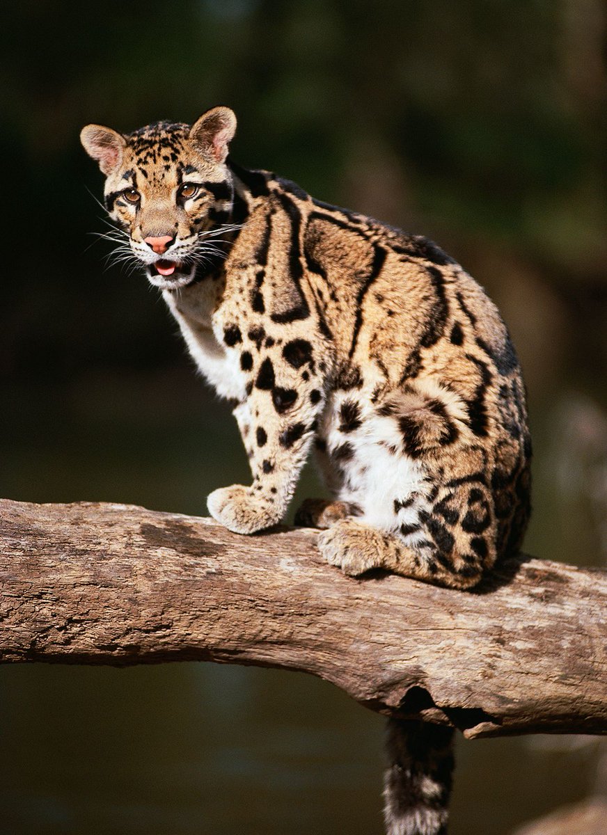 🌿🐆 The Elusive Ghost of the Forest: The Clouded Leopard's Plight 🐆🌿

Imagine a cat so mysterious, it's like the forest itself breathed life into a shadow. That's the clouded leopard for you - nature's own ninja, now vanishing into the mist of extinction. Here's why you should