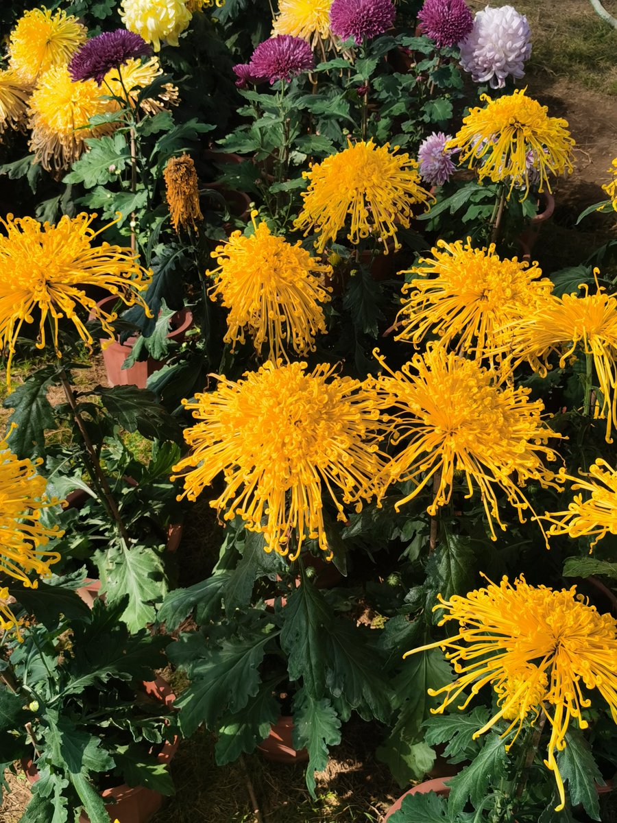 ronald dos santos  tweet media