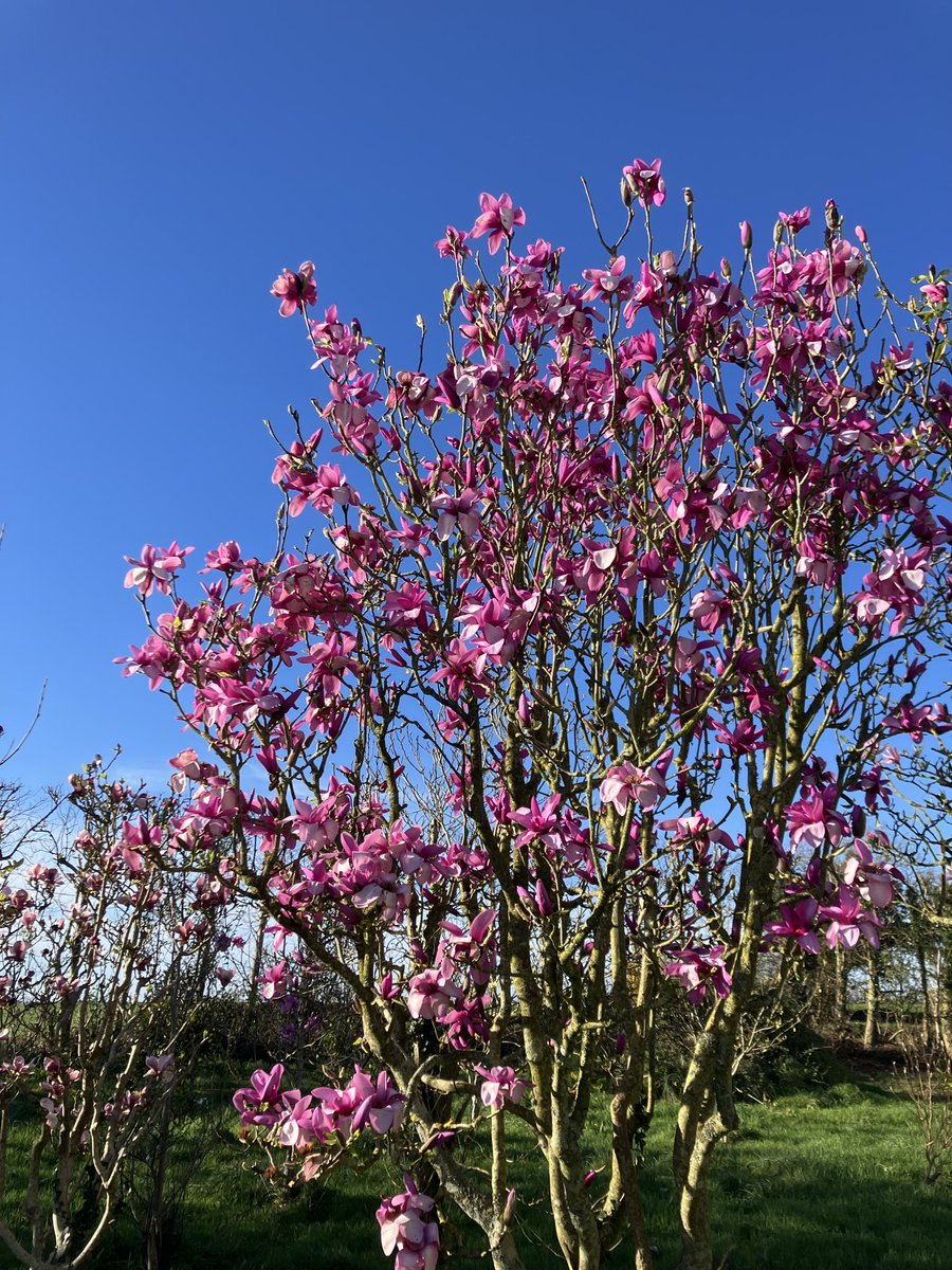 stervinou pépinière tweet media