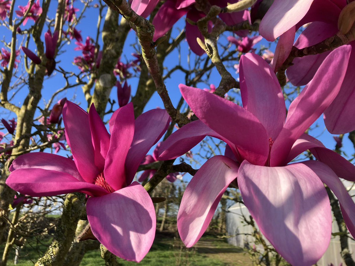 stervinou pépinière tweet media