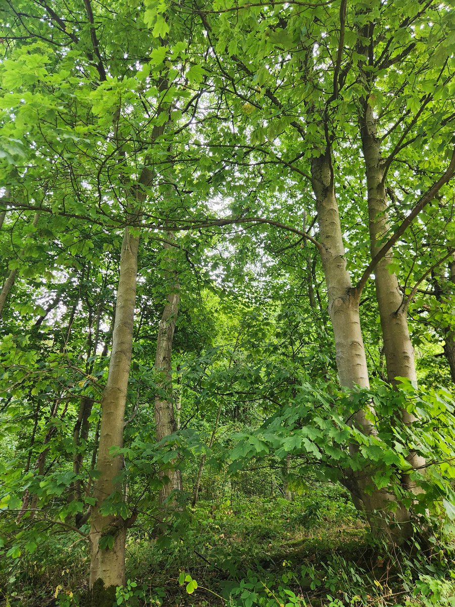 Treemissions tweet media