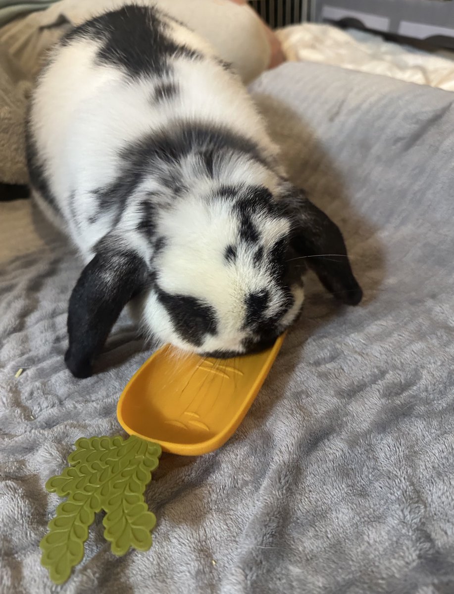 うさぎのバズ🐰I am Buzz tweet media