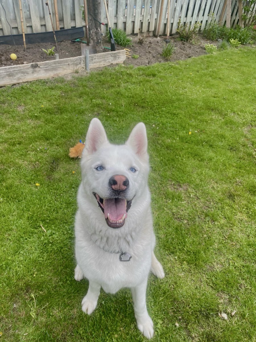 GetPicked tweet media