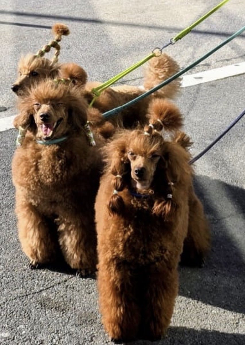 SonyaPudlata🐩 tweet media