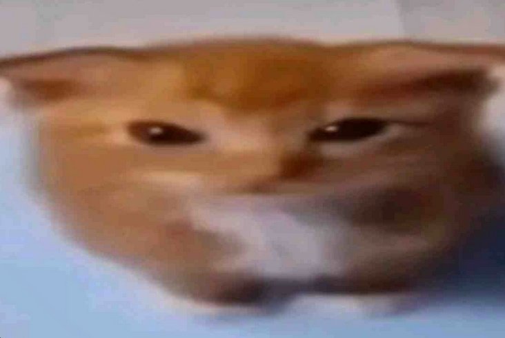 𝘽𝙪𝙧𝙜𝙚𝙧 🍔 tweet media