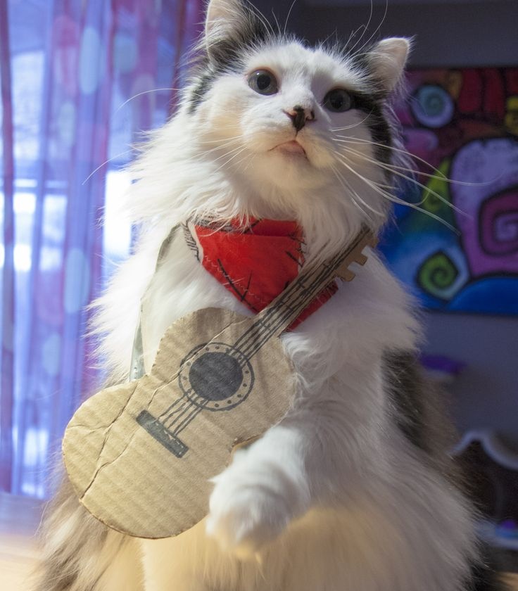 jack wolfe as cats tweet media