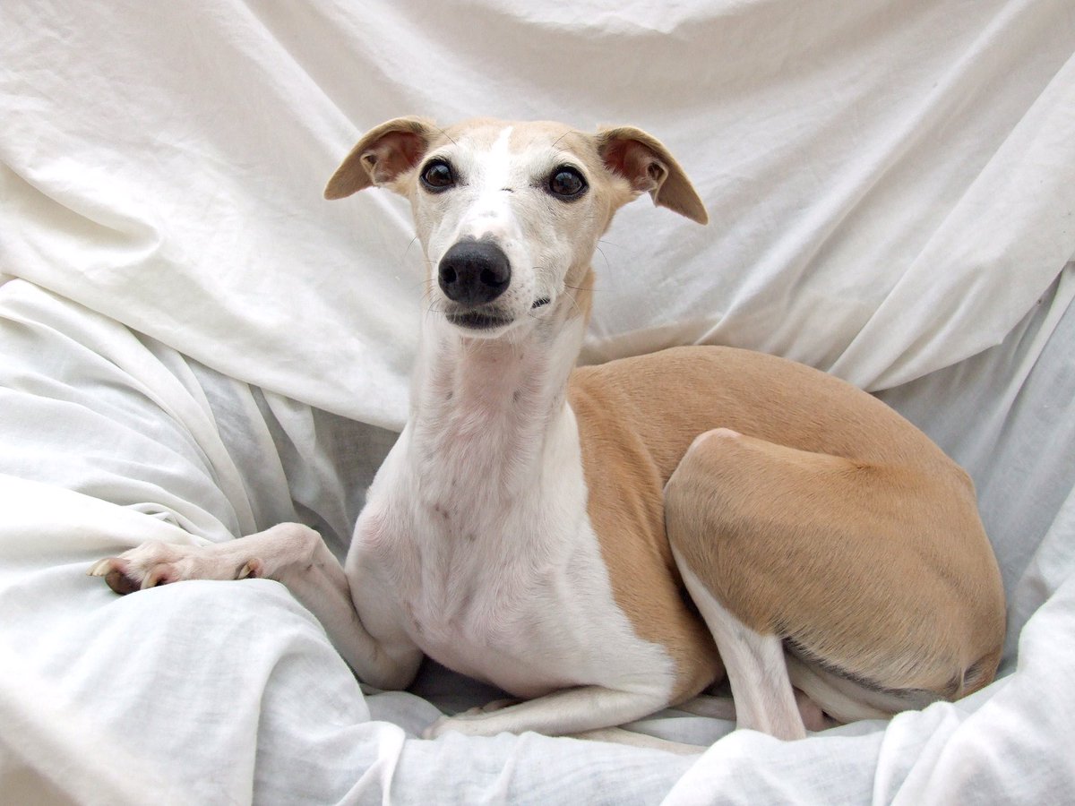 Lola, Dolly 🌈, and The Derpy Dog 🌈 tweet media