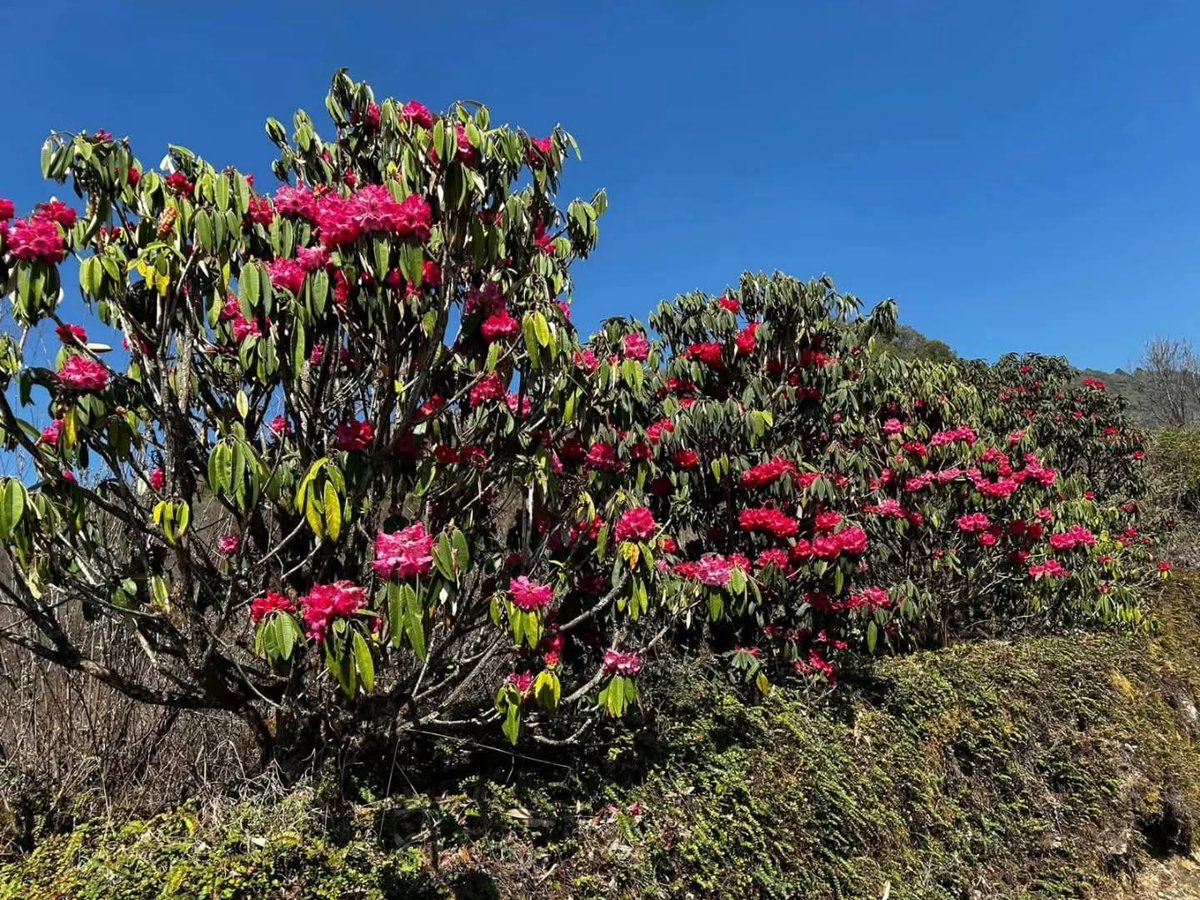 NortheastVibes1's tweet photo. Spring in Sikkim comes alive with blooming rhododendrons 🌸, painting the mountains in vibrant hues and showcasing the blooming beauty of Northeast India.
#Sikkim #MDoNERIndia #SpringInNER #Rhododendron #NortheastIndia #NatureLovers #IncredibleIndia #MountainMagic https://t.co/egE8sCyvOA