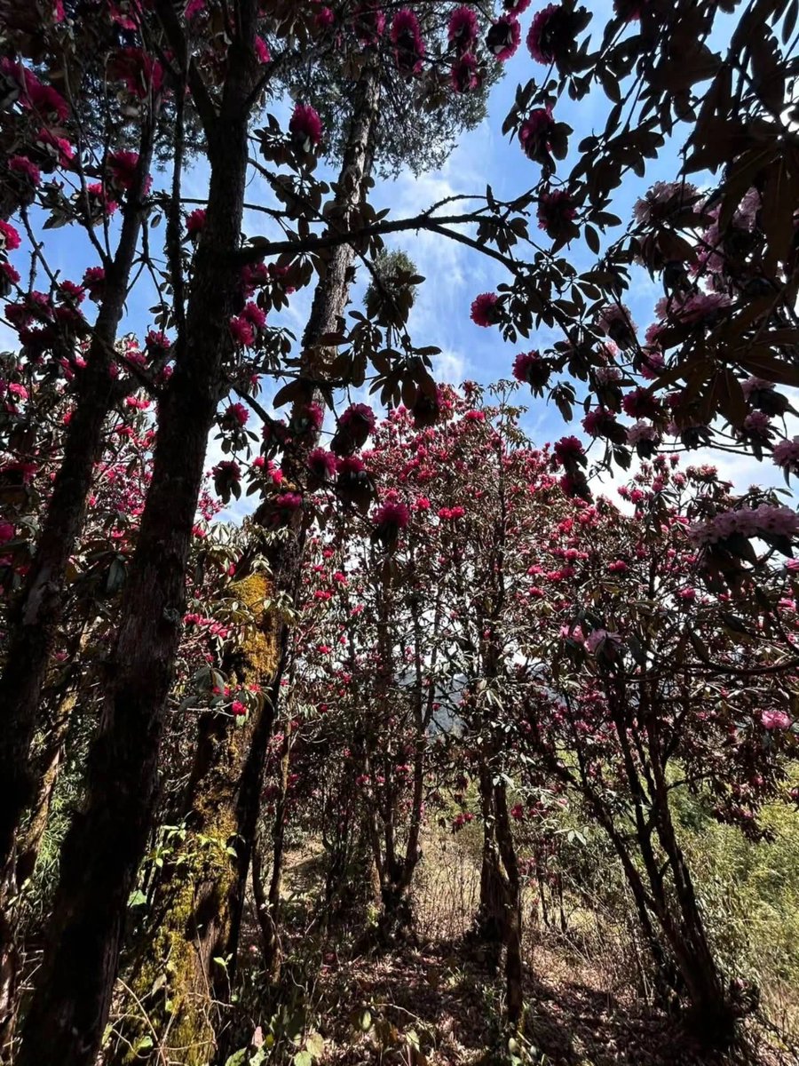 NortheastVibes1's tweet photo. Spring in Sikkim comes alive with blooming rhododendrons 🌸, painting the mountains in vibrant hues and showcasing the blooming beauty of Northeast India.
#Sikkim #MDoNERIndia #SpringInNER #Rhododendron #NortheastIndia #NatureLovers #IncredibleIndia #MountainMagic https://t.co/egE8sCyvOA