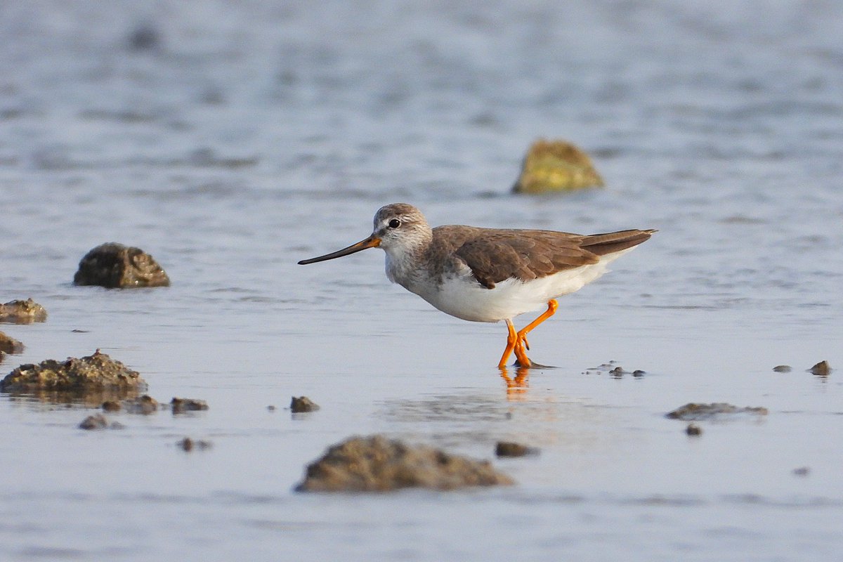 THE BIRDER'S STORE tweet media