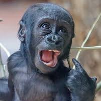 Tiny Gorilla tweet media