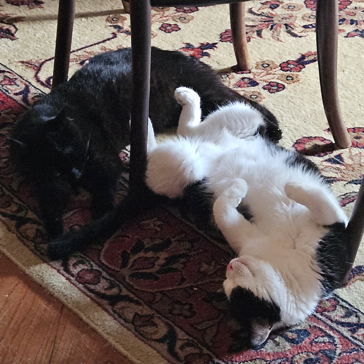 🌸🌿🏳️‍🌈t.A.T.i.♠️🍉 Press △ to 空 tweet media