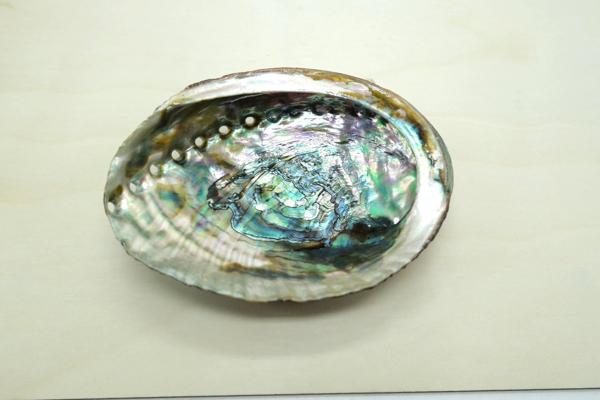 elevateandalign's tweet image. 15% off - Natural Abalone Shell Smudge Bowl | 4 to 5 inch
#abalone #abaloneshell #seashell
elevateandalign.com/products/natur…